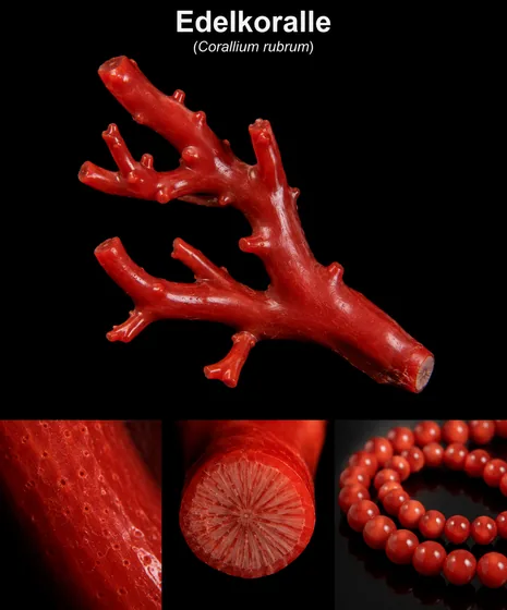 Edelkoralle