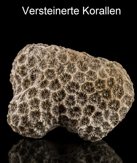 Versteinerte Korallen